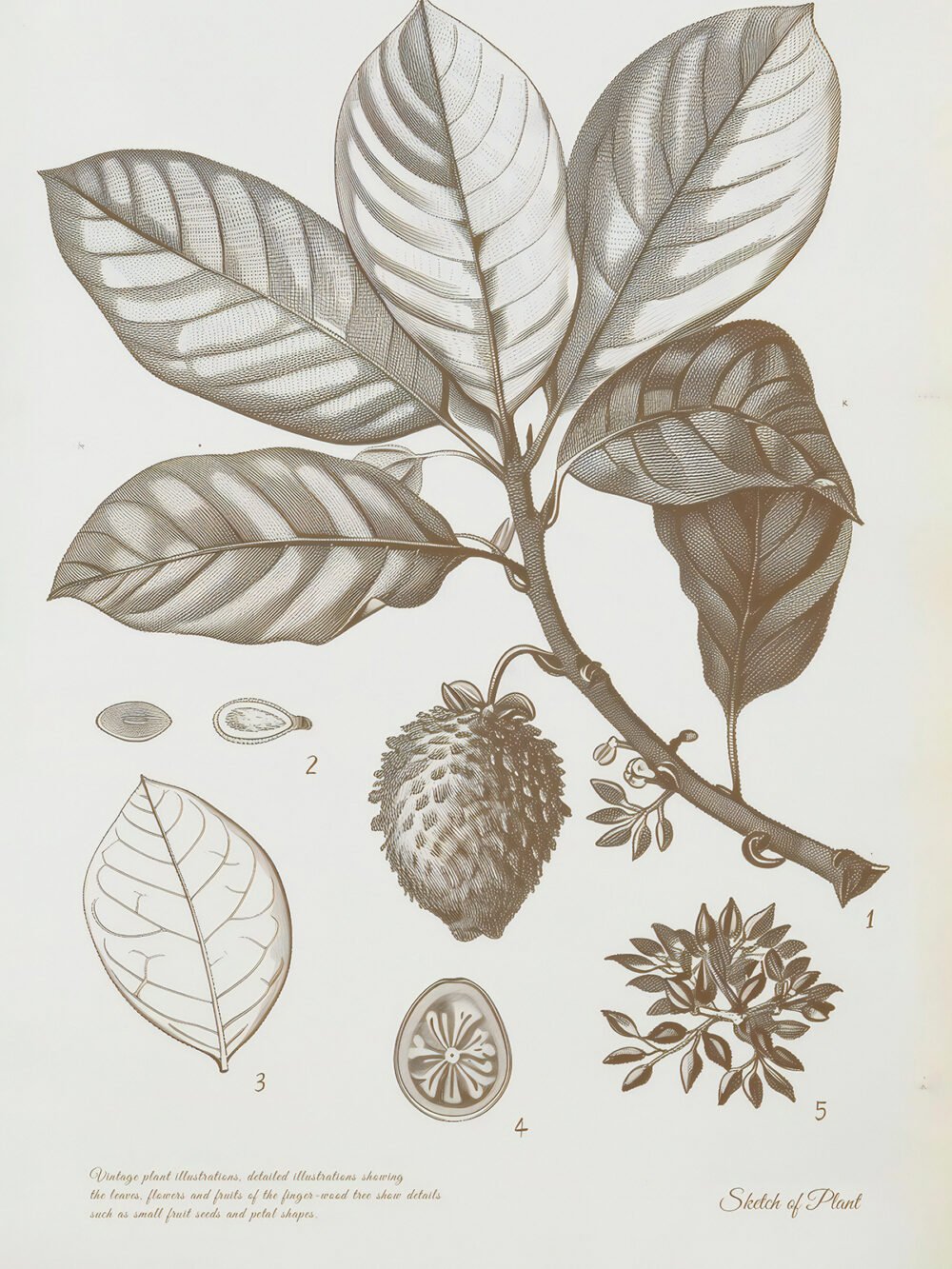 Leaves and Fruit