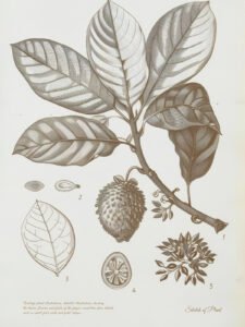 Leaves and Fruit - 13cm×18cm