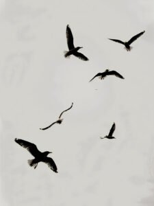 Melody of Birds - 13cm×18cm