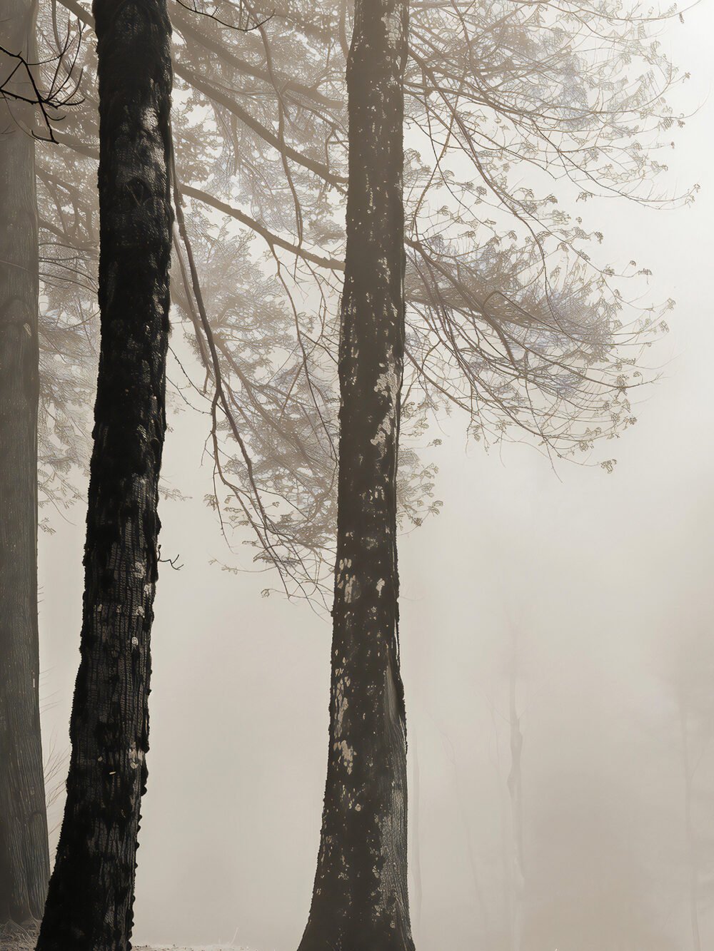 Forest in the Mist