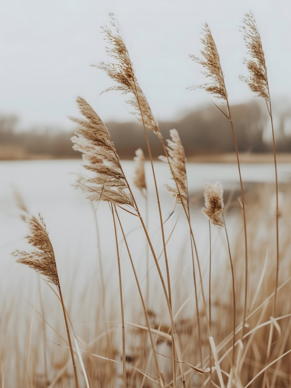 Reeds in the Wind