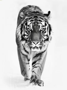 Snow King - 13cm×18cm