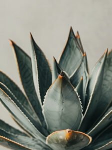 Beauty of Succulents - 13cm×18cm