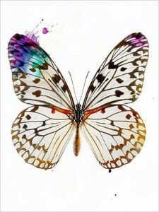 Beauty of Colorful Wings - 13cm×18cm