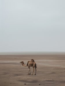 Desert Wanderer - 13cm×18cm