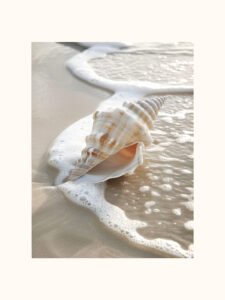 Seaside Shell - 13cm×18cm