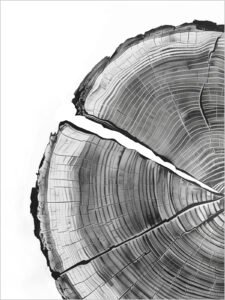 Annual Rings - 13cm×18cm