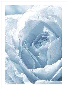 Ice Blue Blossom - 13cm×18cm