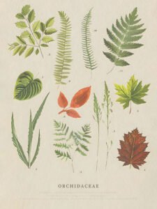 Leaves of Plants - 13cm×18cm