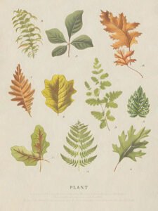 Leaves of Plants - 13cm×18cm