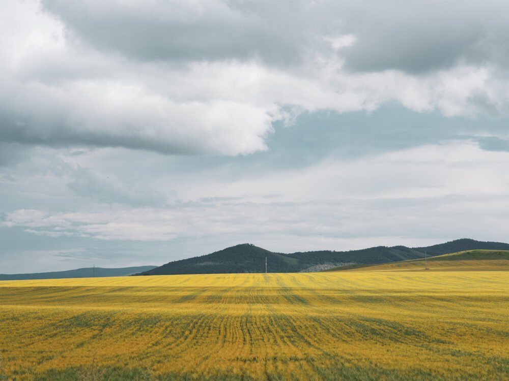 Golden Fields