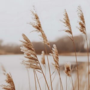 Reeds in the Wind - 50cm×50cm