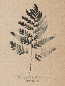 Fern Imprint - 13cm×18cm